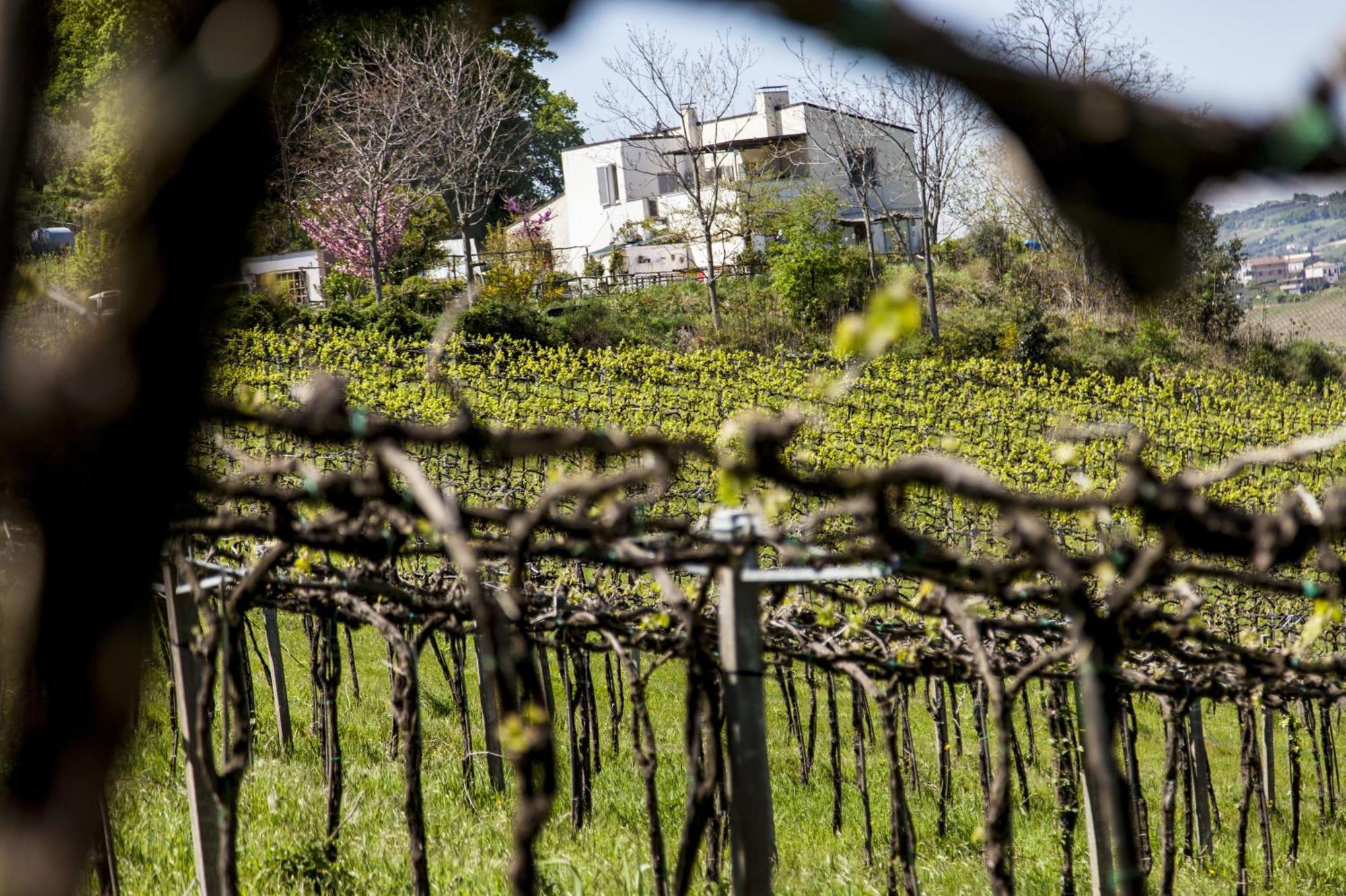 Agriturismo Campoletizia Miglianico ภายนอก รูปภาพ